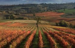 fall view of the property vineyards in the fall 