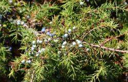 Juniper berries in Piedmont