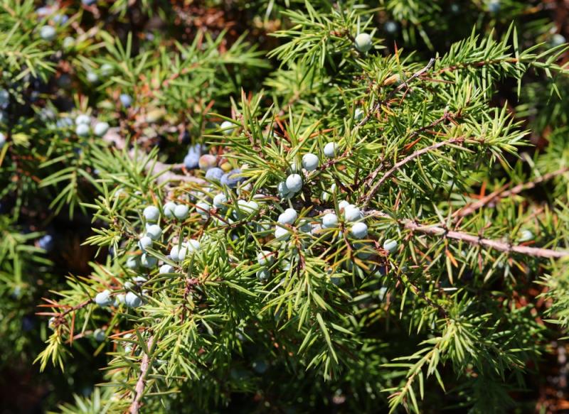 Juniper berries in Piedmont