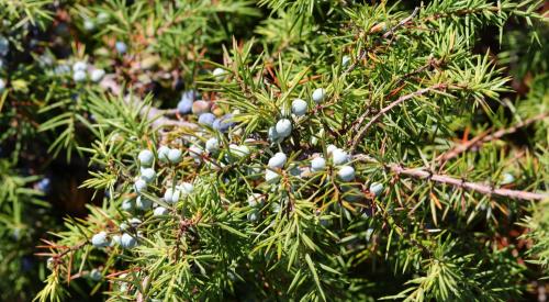 Juniper berries in Piedmont