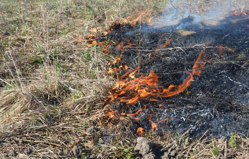 Dry grass burns in southern Italy